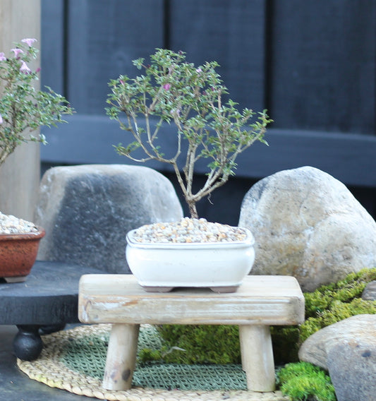 Bonsai - Serissa - Flowering - Frankie - 21cm