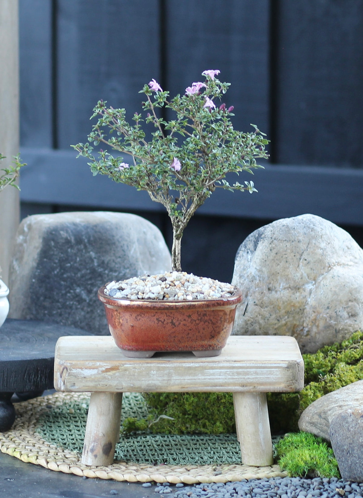 Bonsai - Serissa - Flowering - Pamela - 21cm