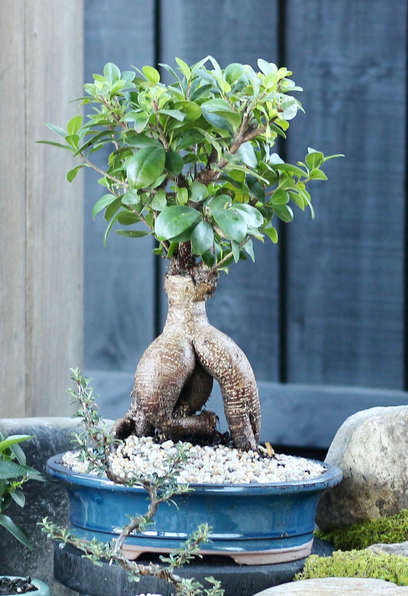 Bonsai - Port Jackson Fig - Charles - 44cm