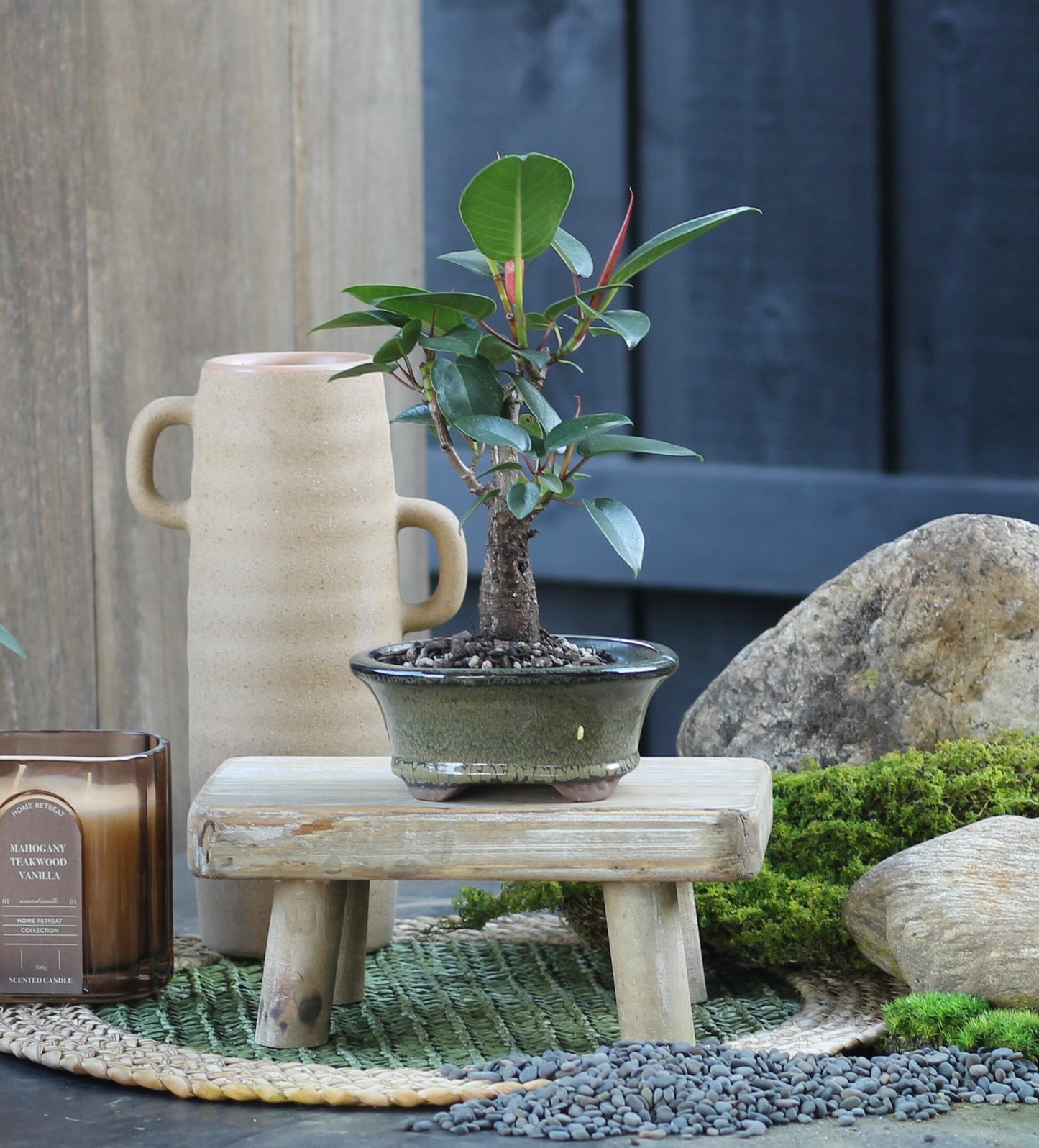 Bonsai - Port Jackson Fig - Katy - 23cm