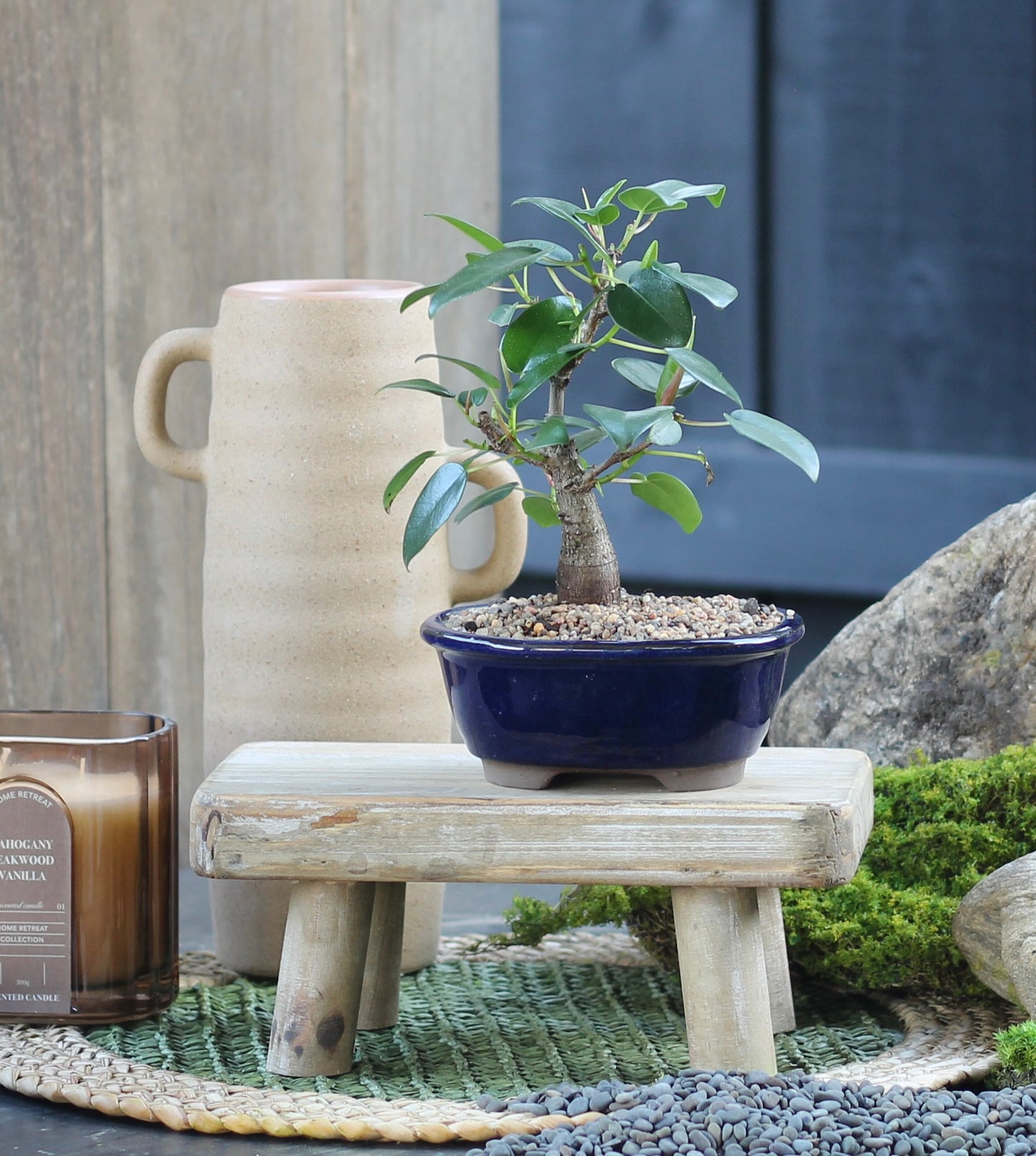 Bonsai - Port Jackson Fig - Nelson - 23cm