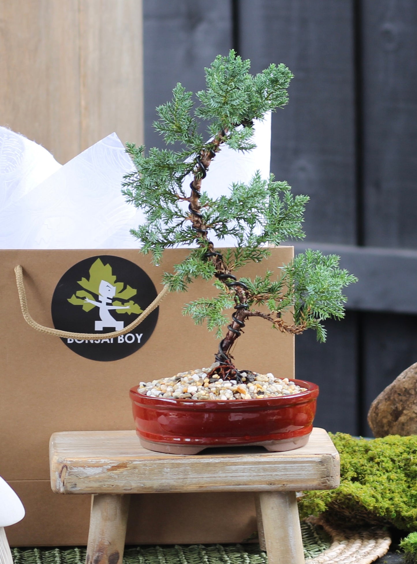 Bonsai - Juniper - Gemma - 31cm