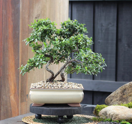 Bonsai - Pyracantha - Henny - 40cm