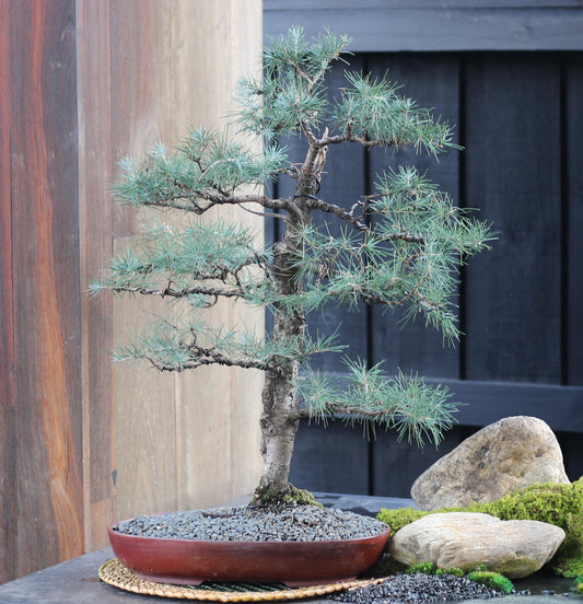 Bonsai - Atlantic Cedar - Maree - 70cm