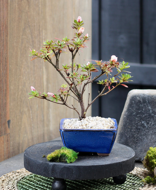 Bonsai - Azalea - Frankie - 20cm