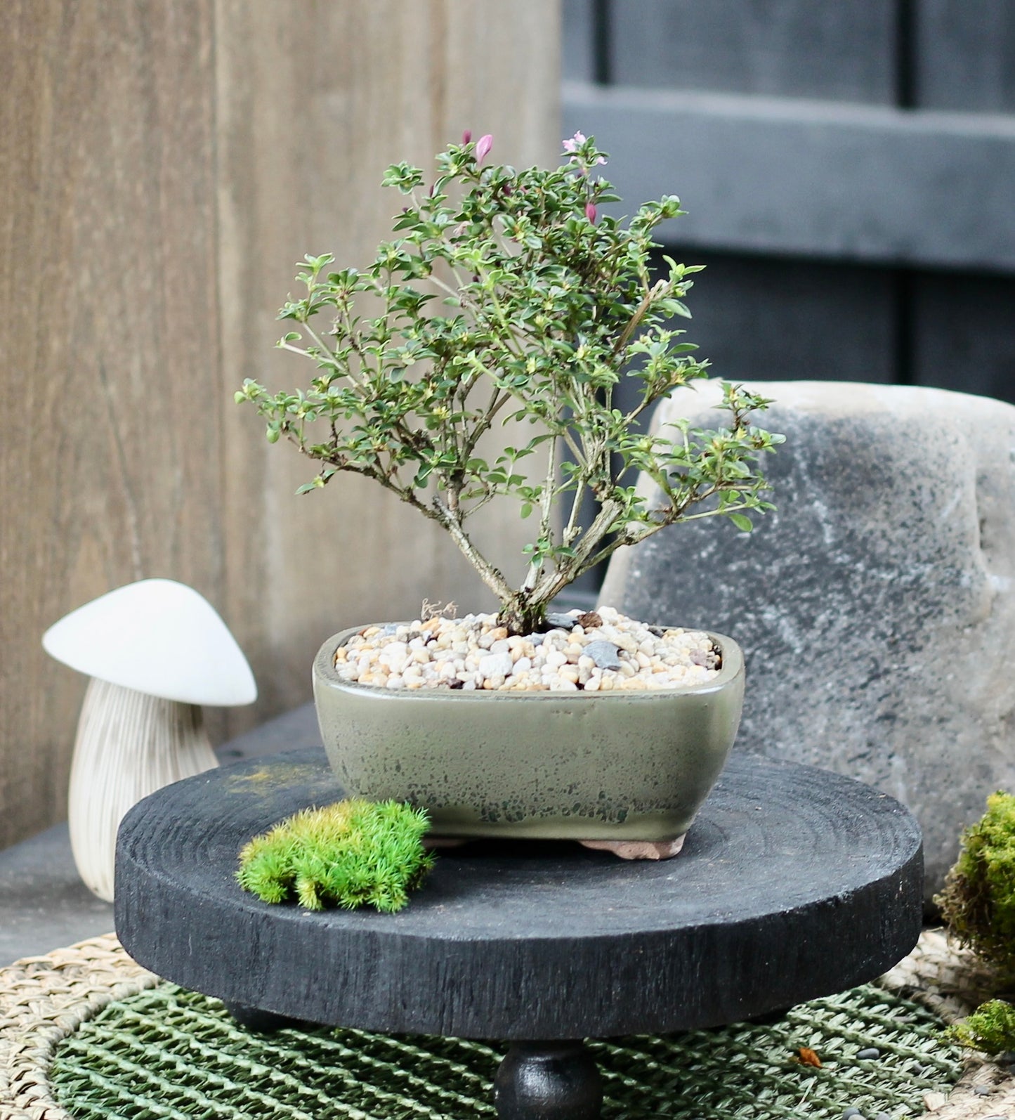 Bonsai - Serissa - Flowering - Chrissy - 21cm