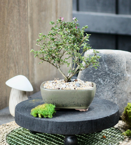 Bonsai - Serissa - Flowering - Chrissy - 21cm
