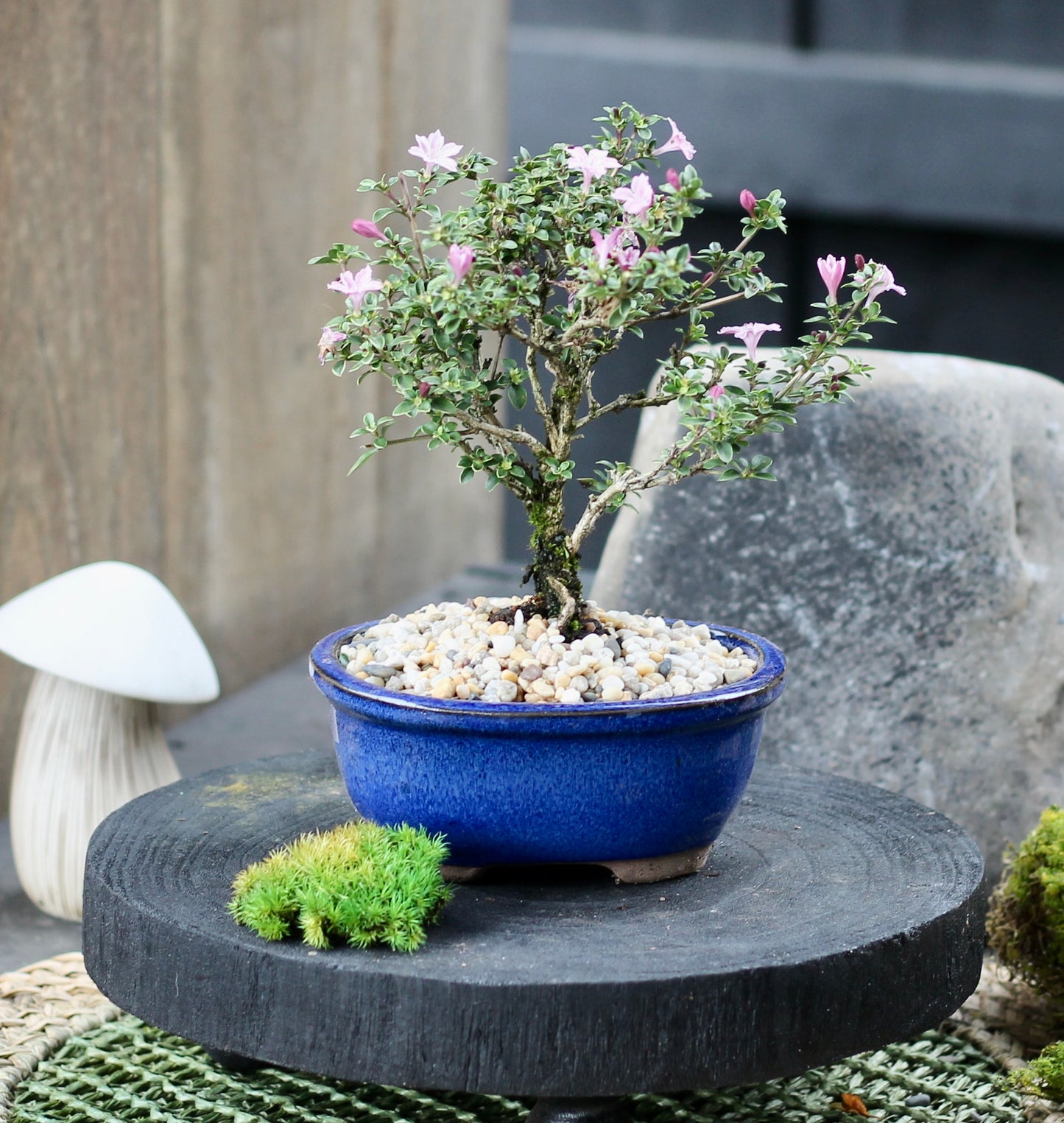 Bonsai - Serissa - Flowering - Lotti - 21cm