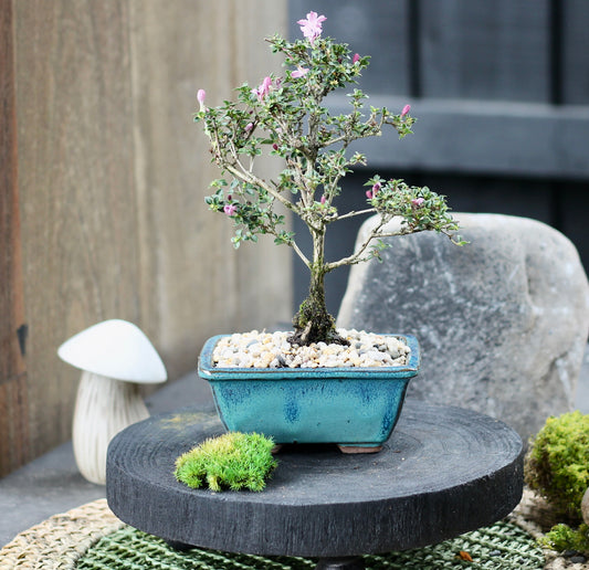 Bonsai - Serissa - Flowering - Dianna - 21cm