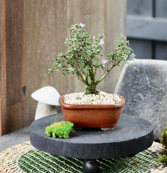 Bonsai - Serissa - Flowering - Frankie - 21cm