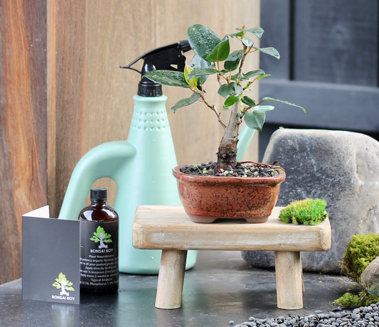 Bonsai - Port Jackson Fig - Barry - 23cm
