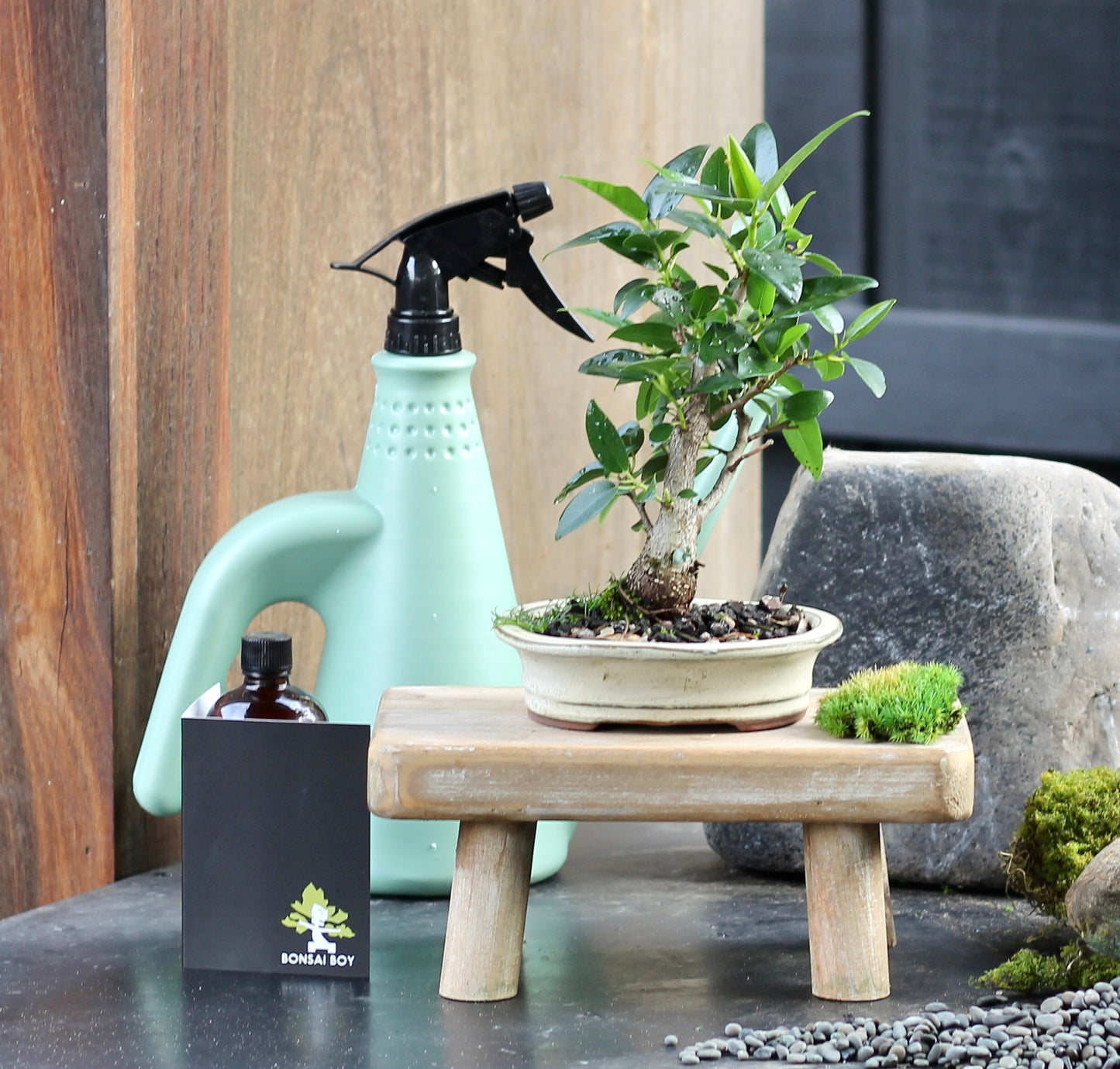 Bonsai - Port Jackson Fig - Imogen - 23cm