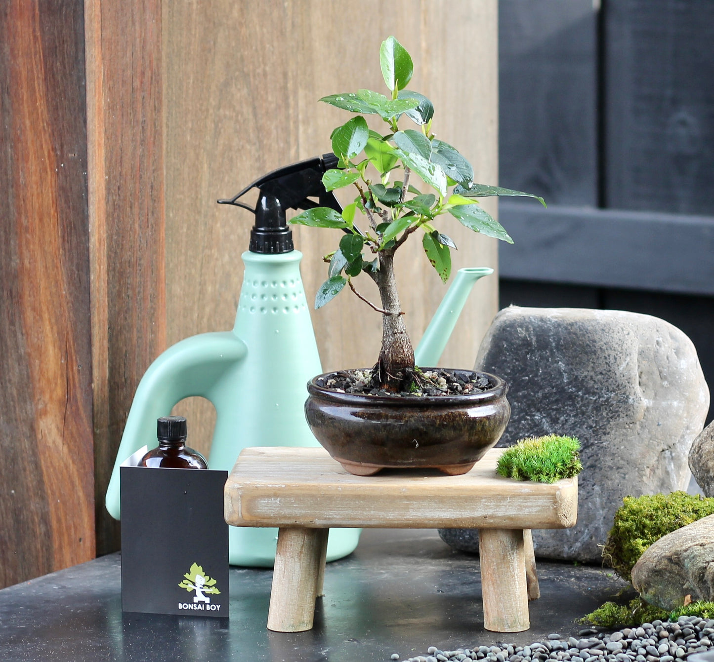 Bonsai - Port Jackson Fig - Punky - 23cm