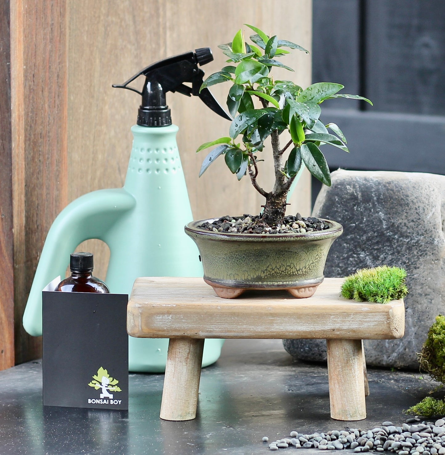Bonsai - Port Jackson Fig - Rex - 23cm