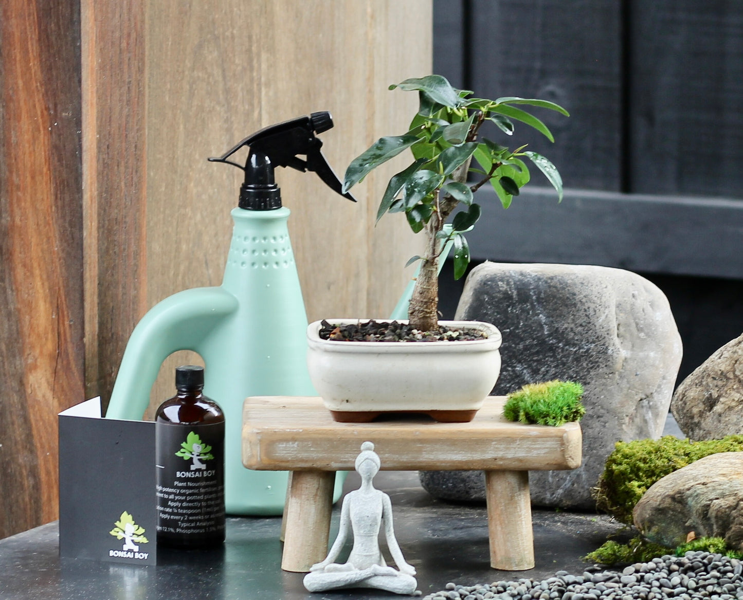 Bonsai - Port Jackson Fig - Alex - 23cm