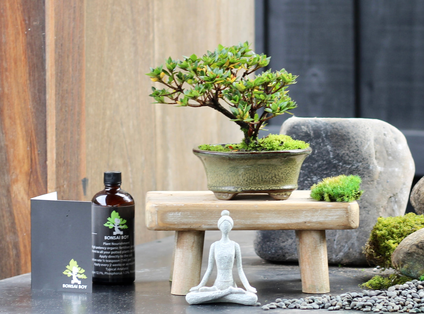 Bonsai - Azalea - Sasha - 20cm