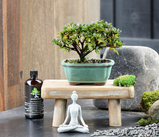 Bonsai - Azalea - Hazel - 20cm
