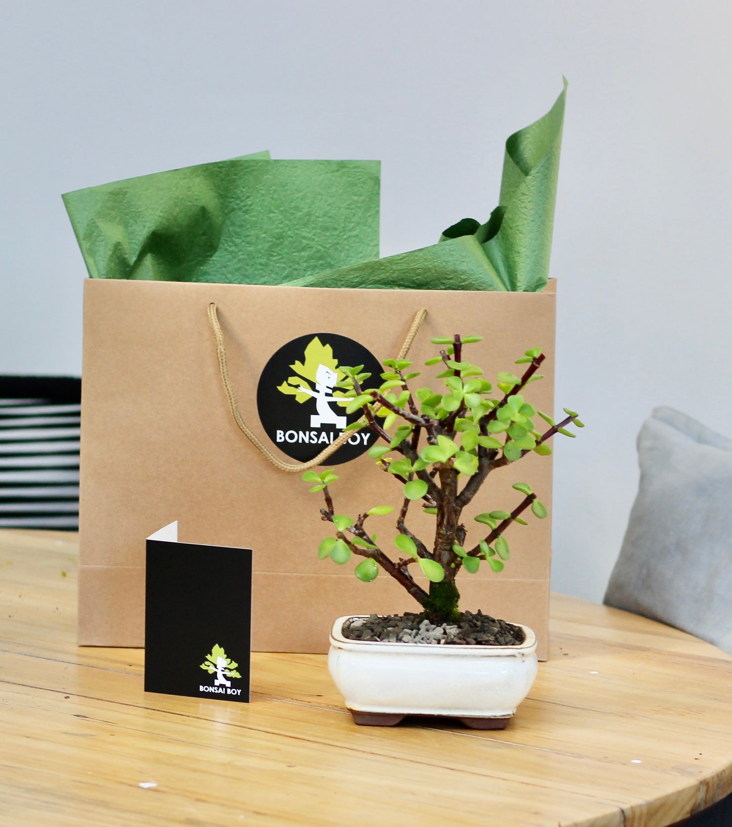 Bonsai - Crassula Ovata - Rose - 26cm