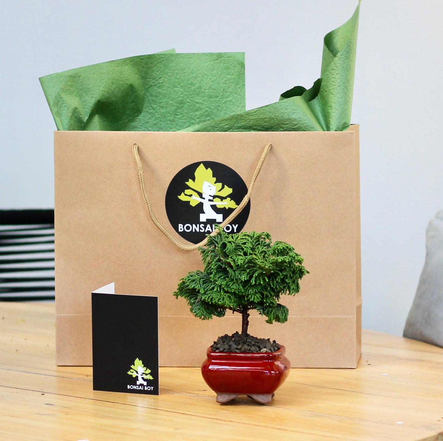 Bonsai - Conifer - Katy - 16cm