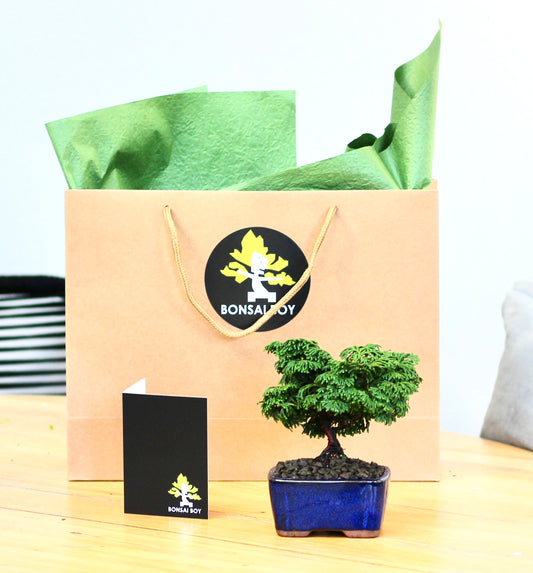 Bonsai - Conifer - Henry - 16cm