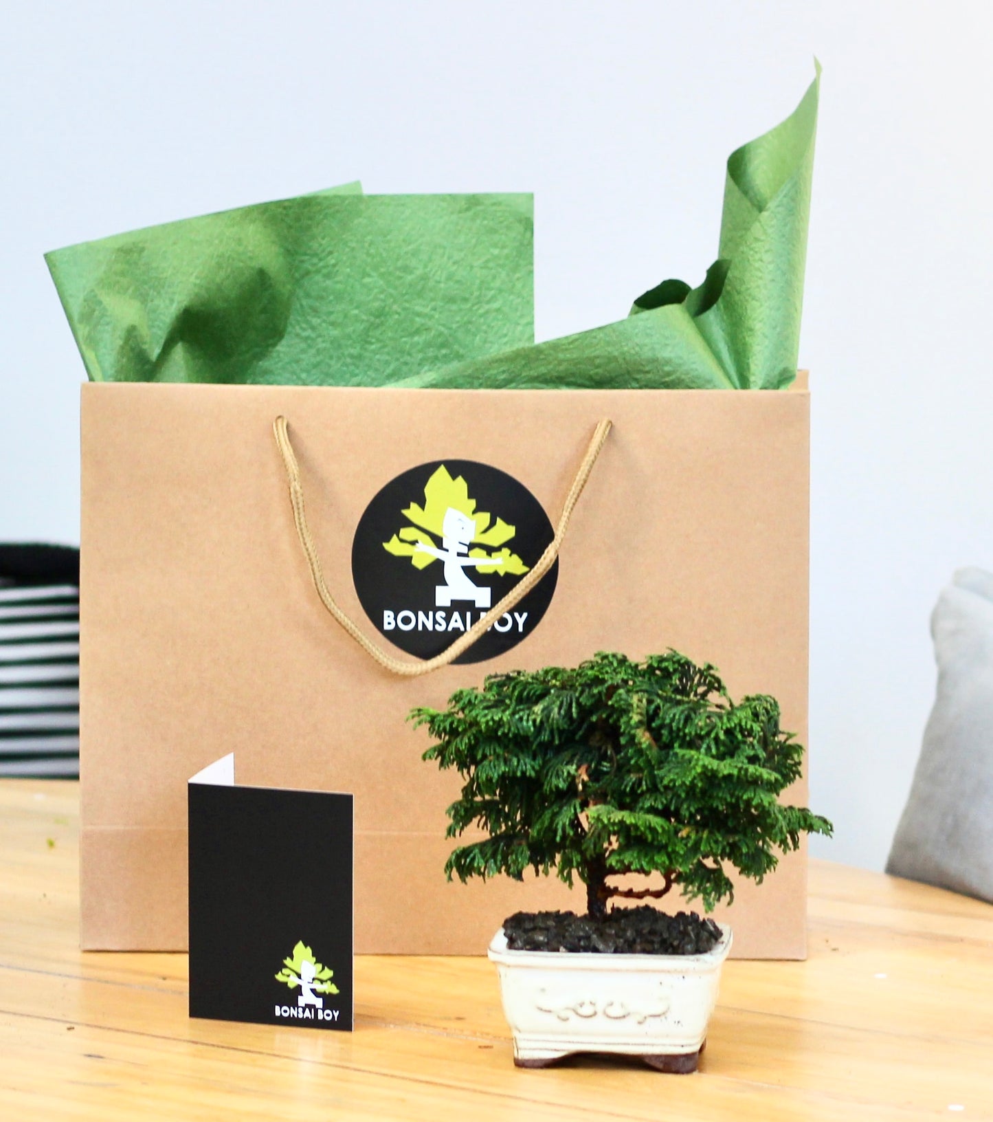 Bonsai - Conifer - Cleo - 16cm