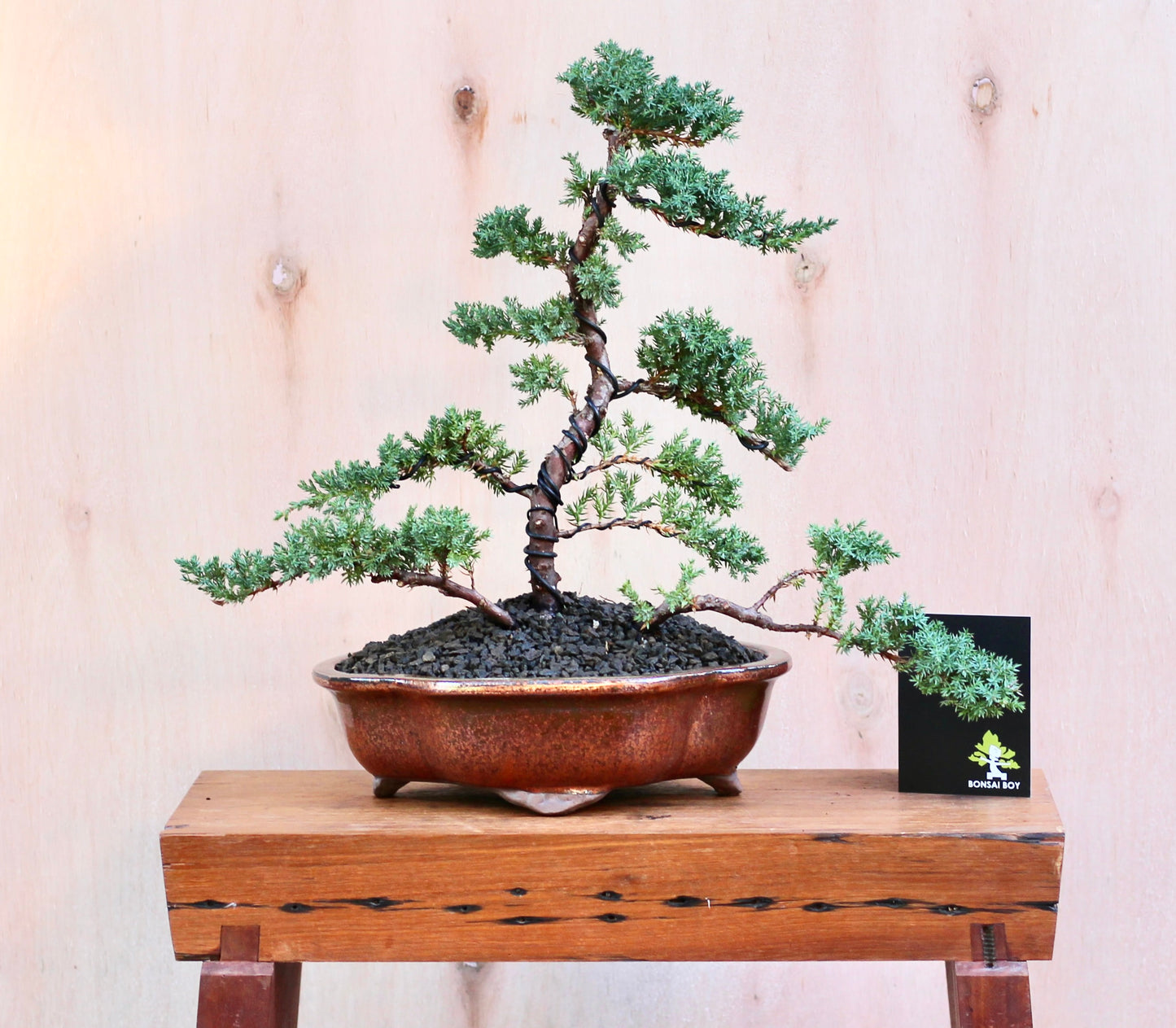 Bonsai - Juniper - Susy - 43cm