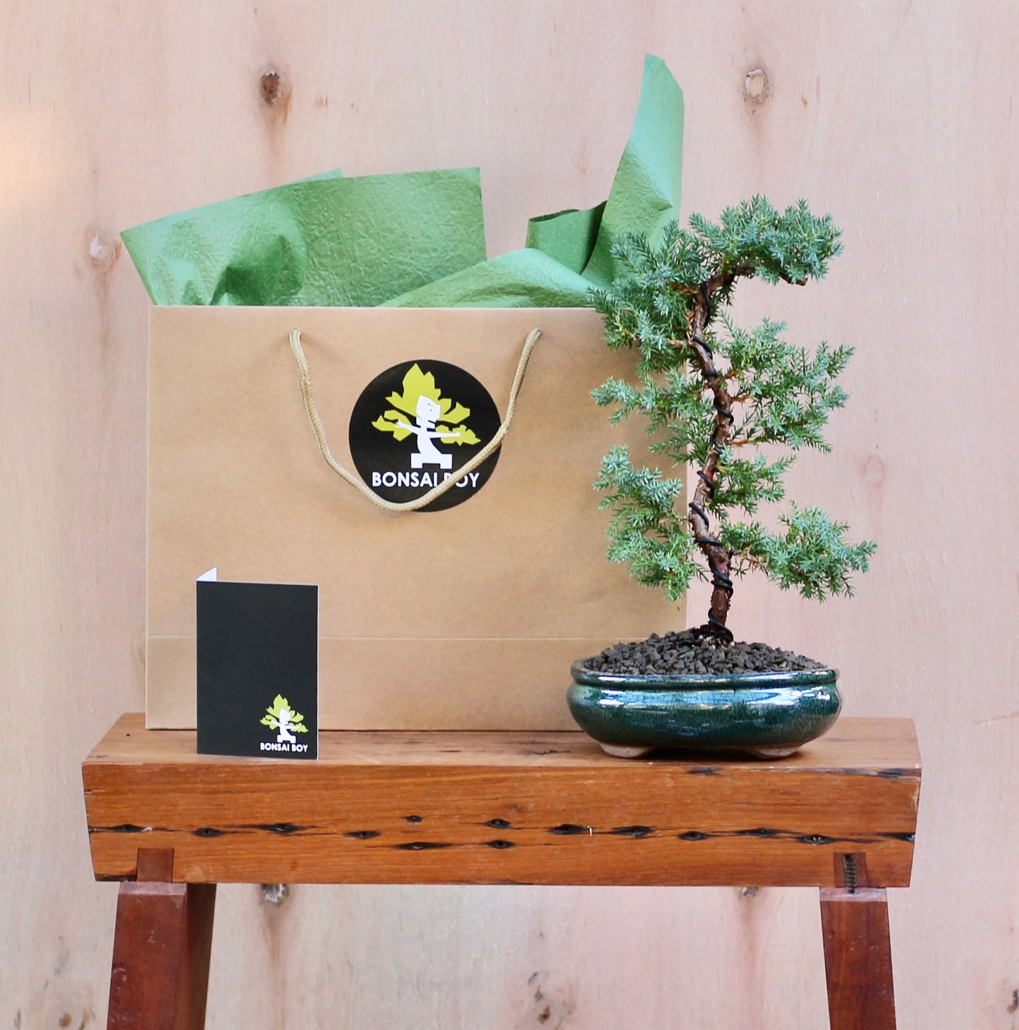 Bonsai - Juniper - Gemma - 31cm