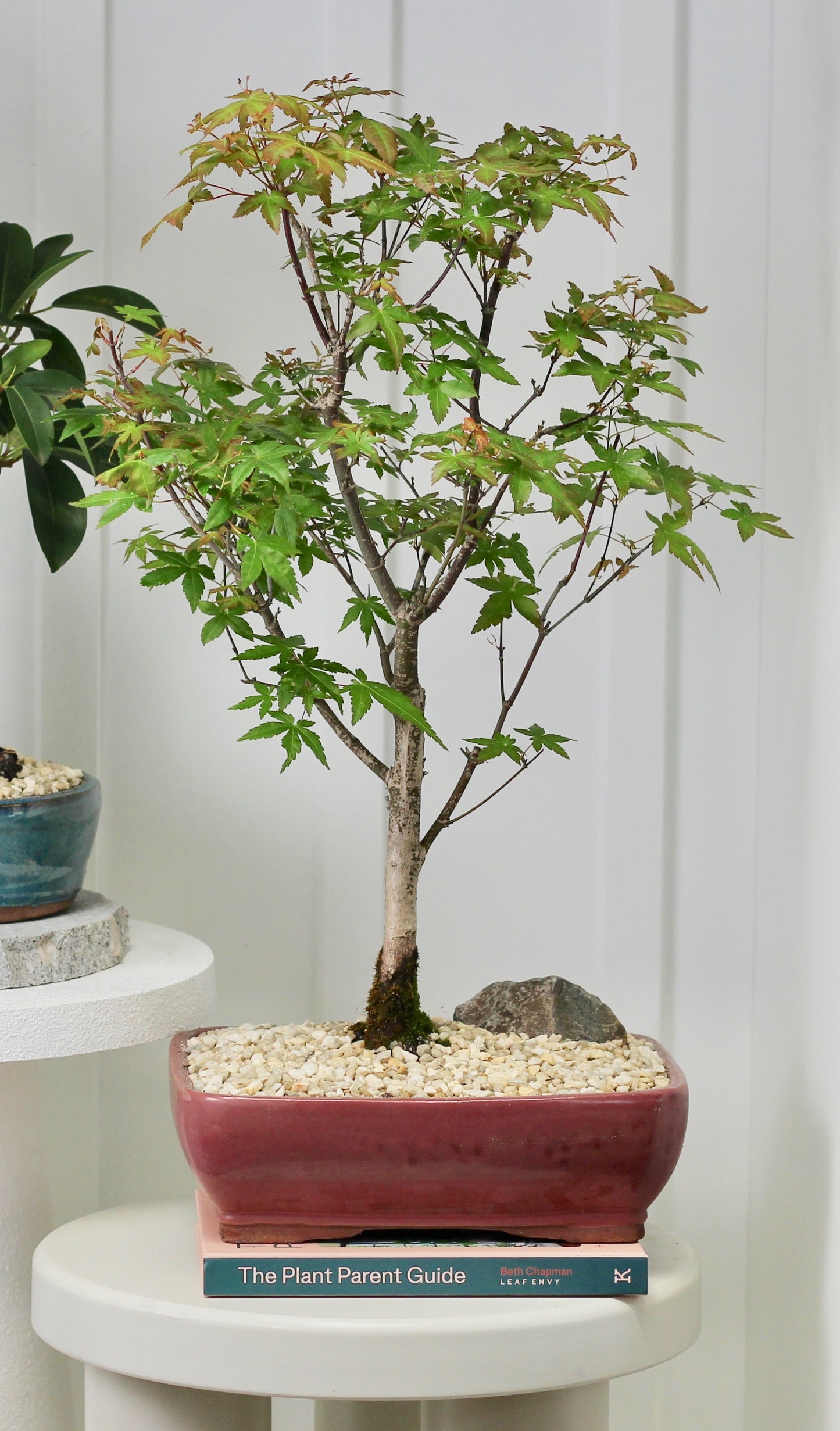 Japanese Maple - Fergie - Red Planter