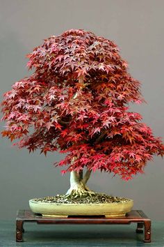 Bonsai Seed Kit - Maple