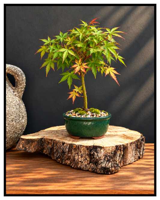 Bonsai - Japanese Maple - Reece - 30cm
