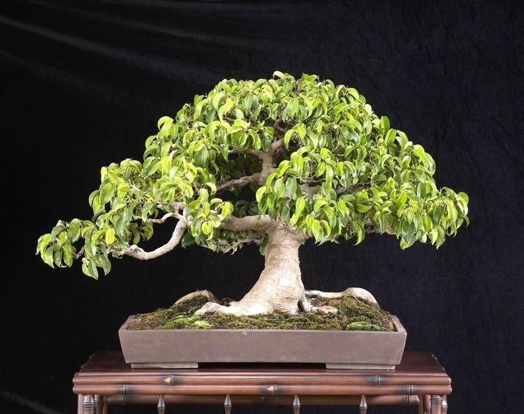 Bonsai Seed Kit - Small Leaf Fig