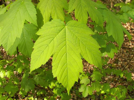 Bonsai Grow Kit - Maple